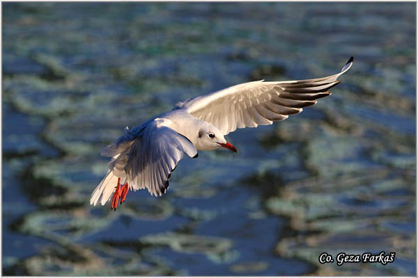 121_black-headed_gull.jpg - Black-headed Gull,  Larus ridibundus, Rcni galeb, Mesto - Location: Novi Sad, Serbia