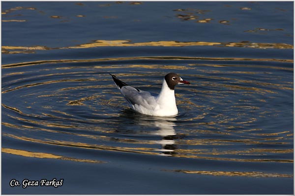 122_black-headed_gull.jpg - Black-headed Gull,  Larus ridibundus, Rcni galeb, Mesto - Location: Novi Sad, Serbia