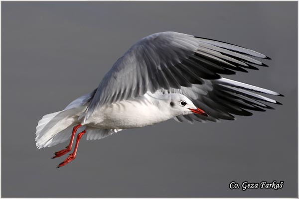 124_black-headed_gull.jpg - Black-headed Gull,  Larus ridibundus