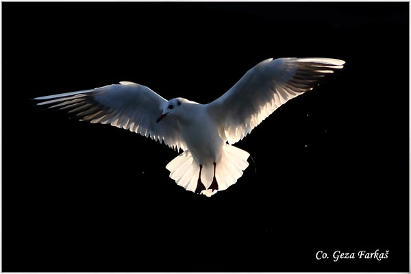 125_black-headed_gull.jpg - Black-headed Gull,  Larus ridibundus