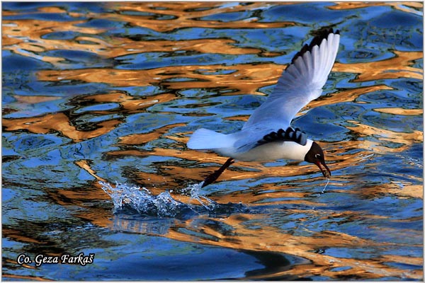 126_black-headed_gull.jpg - Black-headed Gull,  Larus ridibundus, Recni galeb, Mesto - Location: Novi Sad, Serbia