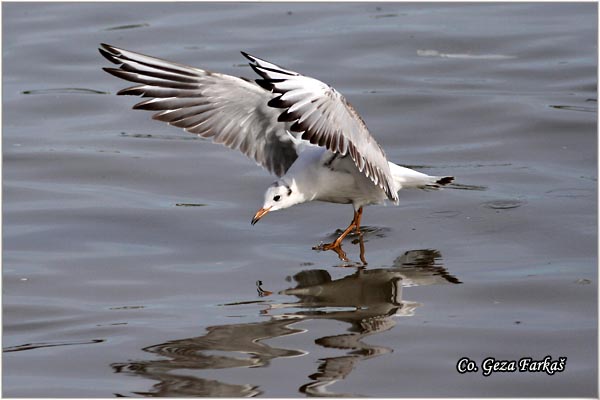 127_black-headed_gull.jpg - Black-headed Gull,  Larus ridibundus