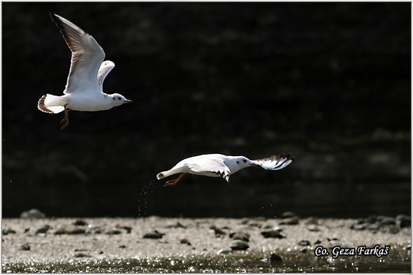 128_black-headed_gull.jpg - Black-headed Gull,  Larus ridibundus