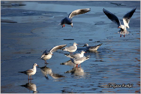 129_black-headed_gull.jpg - Black-headed Gull,  Larus ridibundus