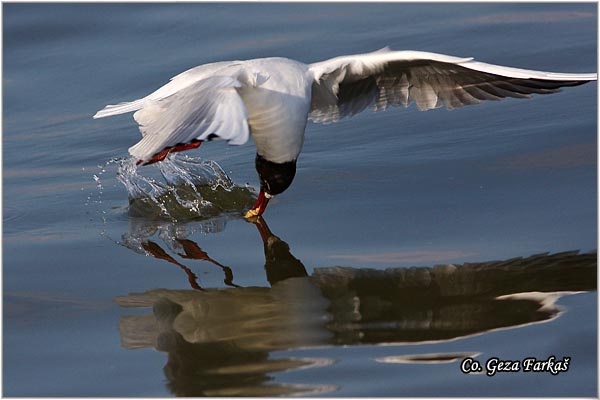 130_black-headed_gull.jpg - Black-headed Gull,  Larus ridibundus, Rcni galeb, Mesto - Location: Novi Sad, Serbia