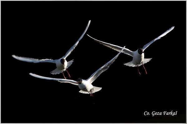 131_black-headed_gull.jpg - Black-headed Gull,  Larus ridibundus, Rcni galeb, Mesto - Location: Novi Sad, Serbia