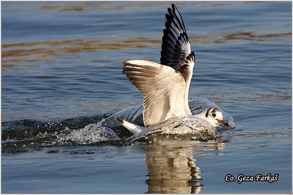 132_black-headed_gull.jpg - Black-headed Gull,  Larus ridibundus, Rcni galeb, Mesto - Location: Novi Sad, Serbia