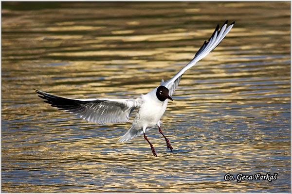 133_black-headed_gull.jpg - Black-headed Gull,  Larus ridibundus, Rcni galeb, Mesto - Location: Novi Sad, Serbia