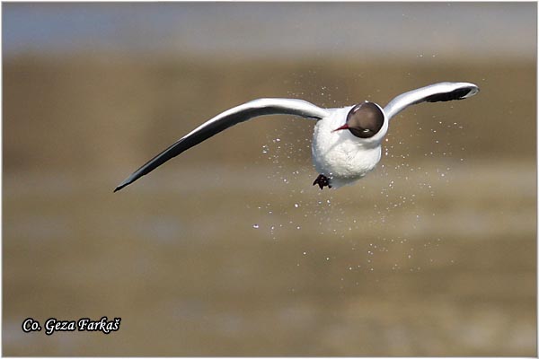 134_black-headed_gull.jpg - Black-headed Gull,  Larus ridibundus, Recni galeb, Mesto - Location: Novi Sad, Serbia