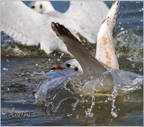 135_black-headed_gull.jpg - Black-headed Gull,  Larus ridibundus, Recni galeb, Mesto - Location: Novi Sad, Serbia