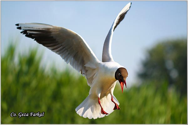 136_black-headed_gull.jpg - Black-headed Gull,  Larus ridibundus, Rcni galeb, Mesto - Location: Palic lake, Serbia