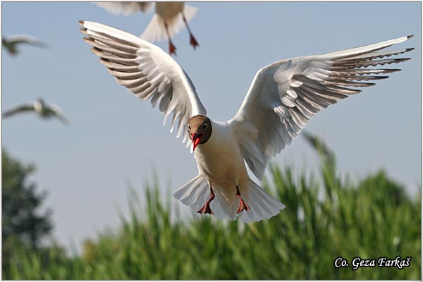 137_black-headed_gull.jpg - Black-headed Gull,  Larus ridibundus, Rcni galeb, Mesto - Location: Palic lake, Serbia