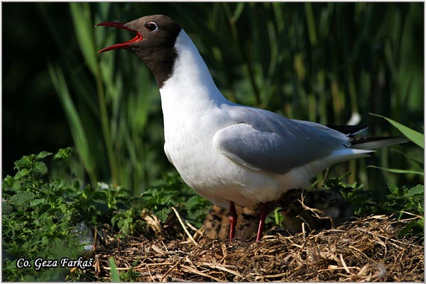 138_black-headed_gull.jpg - Black-headed Gull,  Larus ridibundus, Rcni galeb, Mesto - Location: Palic lake, Serbia