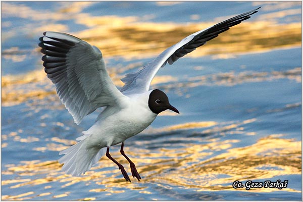 141_black-headed_gull.jpg - Black-headed Gull,  Larus ridibundus, Rcni galeb, Mesto - Location: Novi Sad, Serbia