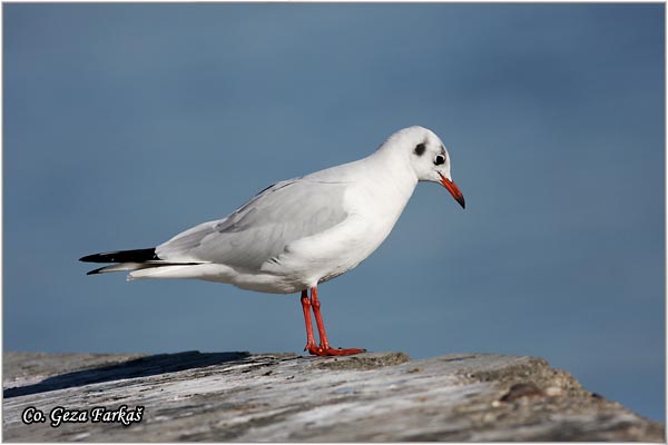 142_black-headed_gull.jpg - Black-headed Gull,  Larus ridibundus