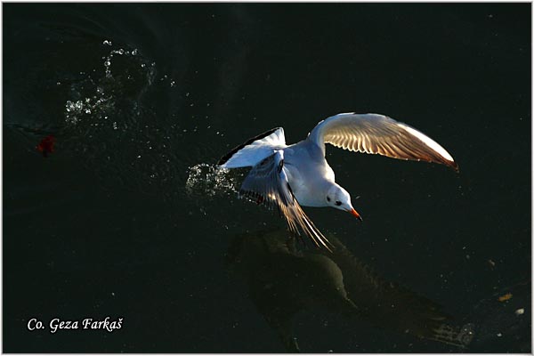 143_black-headed_gull.jpg - Black-headed Gull,  Larus ridibundus, Rcni galeb, Mesto - Location: Novi Sad, Serbia