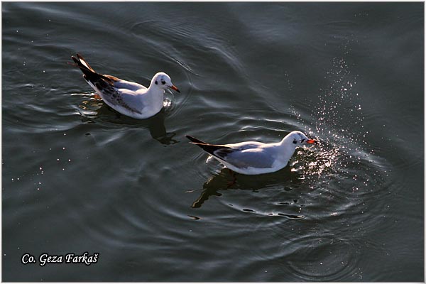 144_black-headed_gull.jpg - Black-headed Gull,  Larus ridibundus, Rcni galeb, Mesto - Location: Novi Sad, Serbia