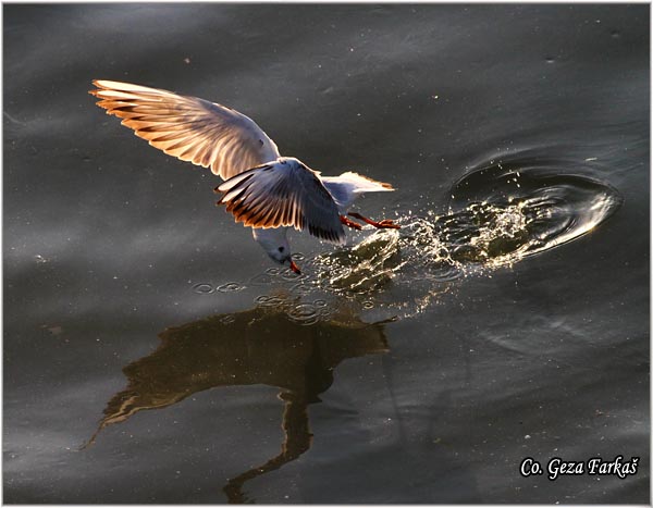 145_black-headed_gull.jpg - Black-headed Gull,  Larus ridibundus, Rcni galeb, Mesto - Location: Novi Sad, Serbia