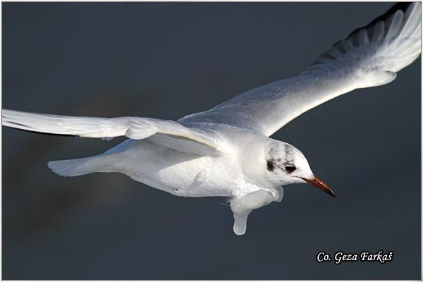 146_black-headed_gull.jpg - Black-headed Gull,  Larus ridibundus, Rcni galeb, Mesto - Location: Novi Sad, Serbia