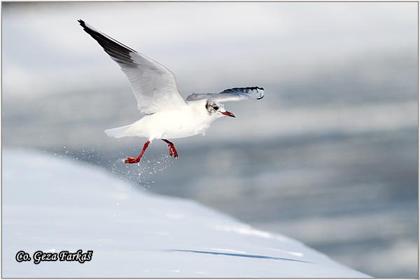 147_black-headed_gull.jpg - Black-headed Gull,  Larus ridibundus, Rcni galeb, Mesto - Location: Novi Sad, Serbia