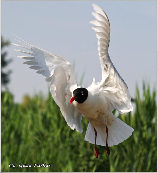 152_mediterranean_gull.jpg - Mediterranean Gull, Larus melanocephalus,  Crnoglavi galeb, Mesto - Location: Palic lake, Serbia