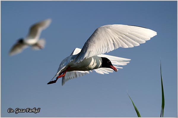 153_mediterranean_gull.jpg - Mediterranean Gull, Larus melanocephalus,  Crnoglavi galeb, Mesto - Location: Palic lake, Serbia