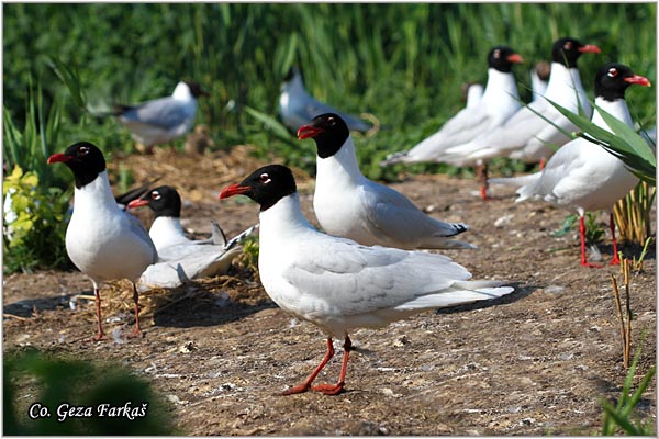 154_mediterranean_gull.jpg - Mediterranean Gull, Larus melanocephalus,  Crnoglavi galeb, Mesto - Location: Palic lake, Serbia