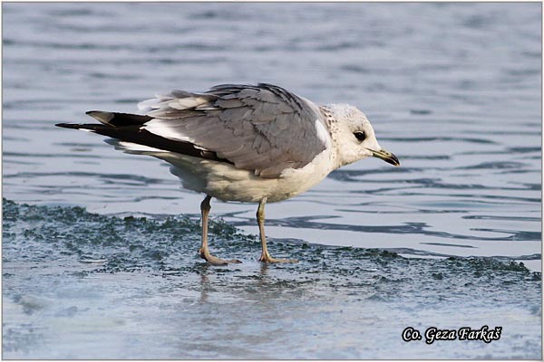 265_mew_gull.jpg - Mew Gull, Larus canus, Sivi galeb, Mesto - Location: Novi Sad, Serbia