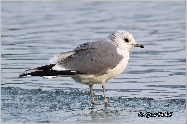 266_mew_gull.jpg - Mew Gull, Larus canus, Sivi galeb, Mesto - Location: Novi Sad, Serbia