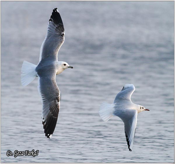 267_mew_gull.jpg - Mew Gull, Larus canus, Sivi galeb, Mesto - Location: Novi Sad, Serbia