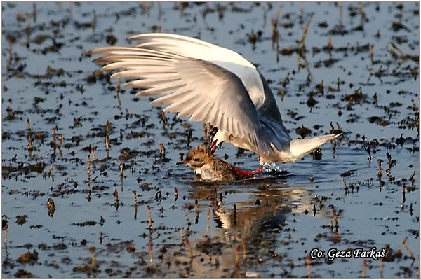 300_whiskered_tern.jpg - Whiskered Tern,  Chlidonias hybridus