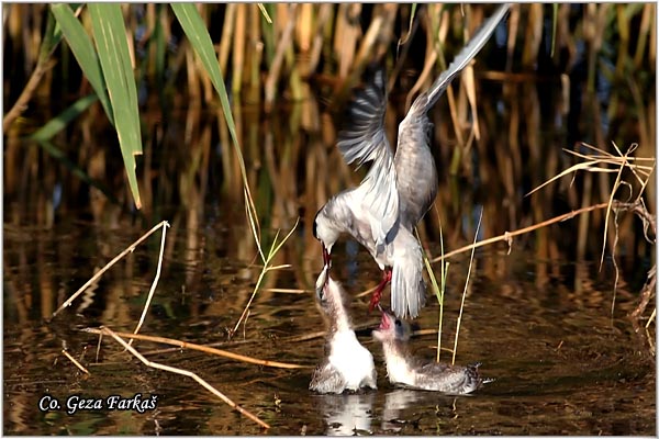 301_whiskered_tern.jpg - Whiskered Tern,  Chlidonias hybridus