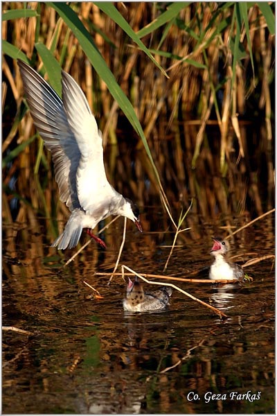 302_whiskered_tern.jpg - Whiskered Tern, Chlidonias hybridus, Belobrada cigra, Location - mesto: Temerin, Serbia