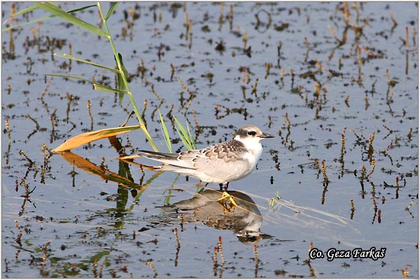 303_whiskered_tern.jpg - Whiskered Tern,  Chlidonias hybridus