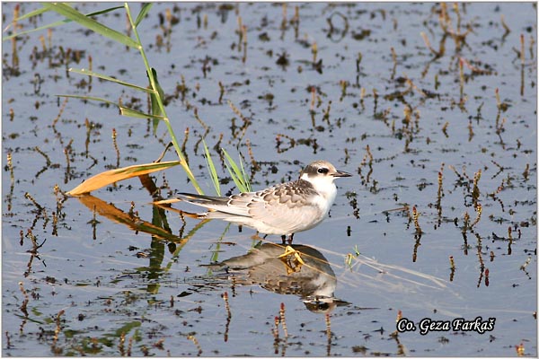 303_whiskered_tern.jpg - Whiskered Tern,  Chlidonias hybridus