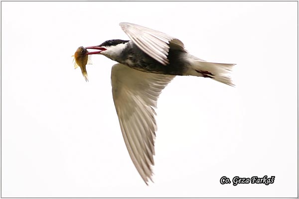 305_whiskered_tern.jpg - Whiskered Tern,  Chlidonias hybridus