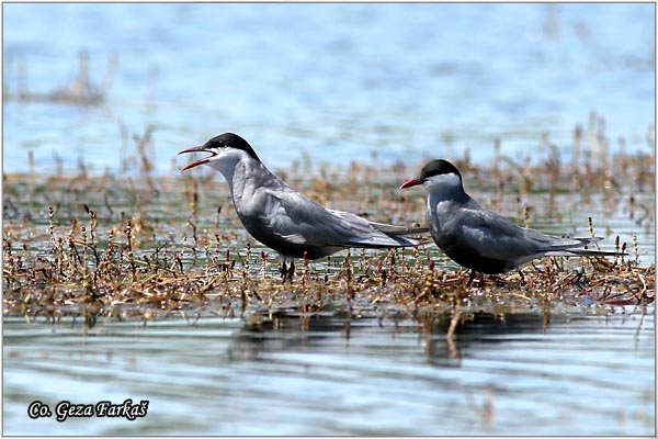 306_whiskered_tern.jpg - Whiskered Tern,  Chlidonias hybridus