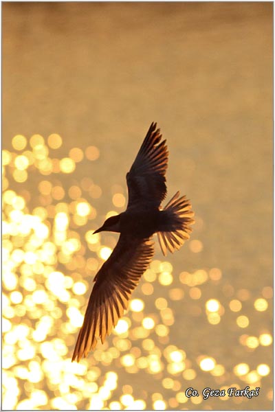 307_whiskered_tern.jpg - Whiskered Tern, Chlidonias hybridus, Belobrada cigra, Location - mesto: Sakule, Serbia