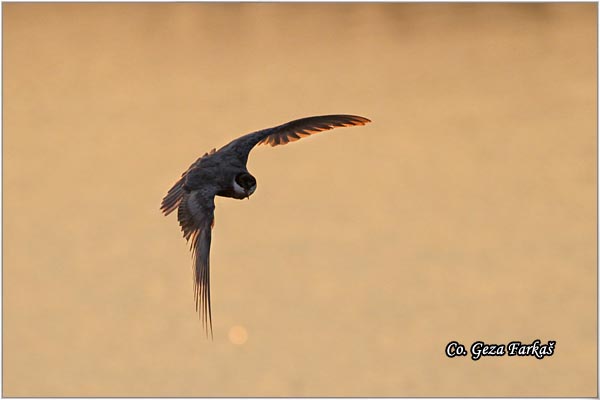 308_whiskered_tern.jpg - Whiskered Tern, Chlidonias hybridus, Belobrada cigra, Location - mesto: Sakule, Serbia