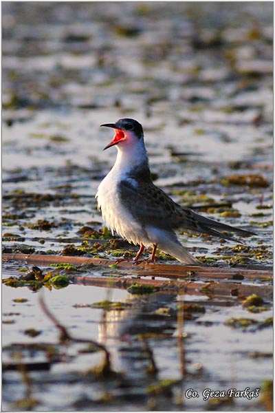 309_whiskered_tern.jpg - Whiskered Tern, Chlidonias hybridus, Belobrada cigra, Location - mesto: Sakule, Serbia