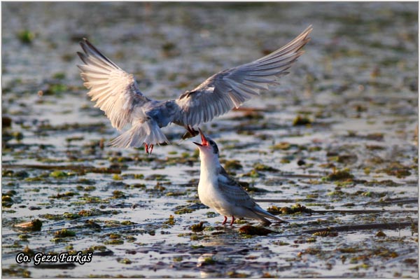 310_whiskered_tern.jpg - Whiskered Tern, Chlidonias hybridus, Belobrada cigra, Location - mesto: Sakule, Serbia