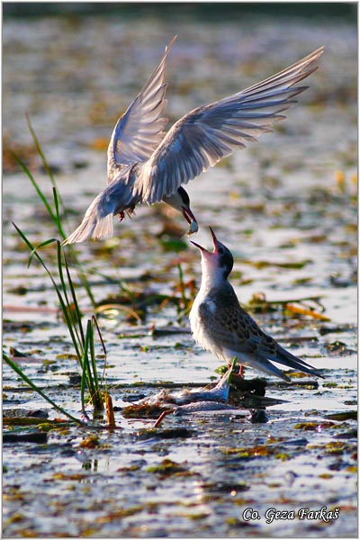 311_whiskered_tern.jpg - Whiskered Tern, Chlidonias hybridus, Belobrada cigra, Location - mesto: Sakule, Serbia