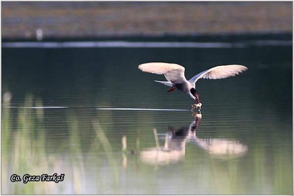 312_whiskered_tern.jpg - Whiskered Tern, Chlidonias hybridus, Belobrada cigra, Location - mesto: Koviljski rit, Serbia