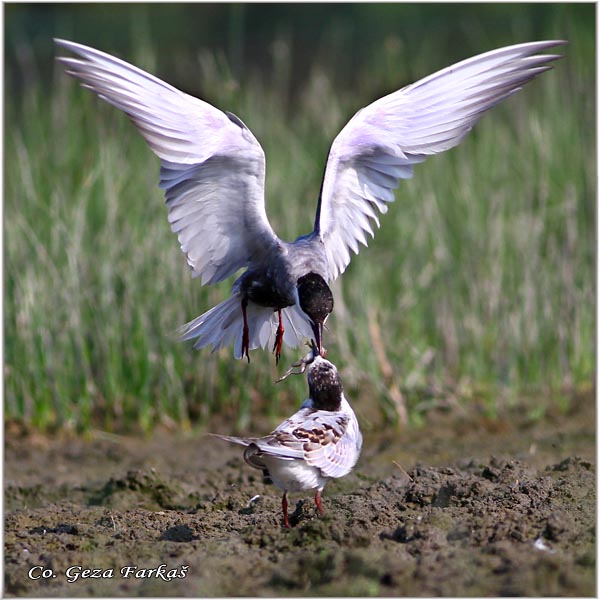 313_whiskered_tern.jpg - Whiskered Tern, Chlidonias hybridus, Belobrada cigra, Location - mesto: Koviljski rit, Serbia