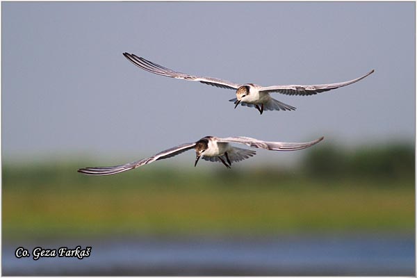 314_whiskered_tern.jpg - Whiskered Tern, Chlidonias hybridus, Belobrada cigra, Location - mesto: Koviljski rit, Serbia