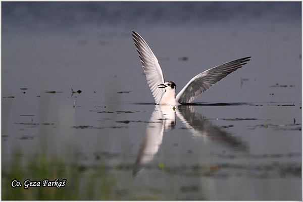 315_whiskered_tern.jpg - Whiskered Tern, Chlidonias hybridus, Belobrada cigra, Location - mesto: Koviljski rit, Serbia