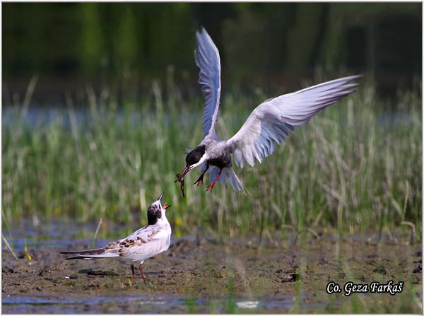 316_whiskered_tern.jpg - Whiskered Tern, Chlidonias hybridus, Belobrada cigra, Location - mesto: Koviljski rit, Serbia