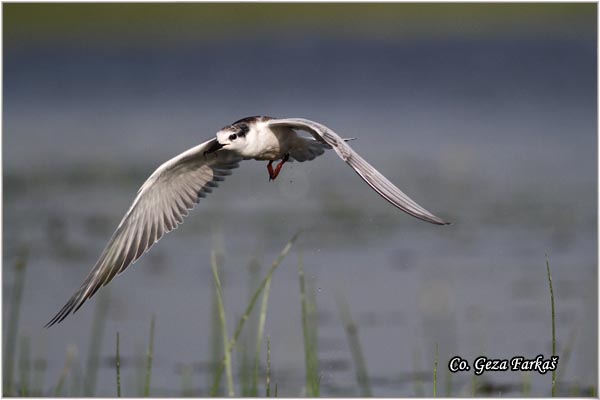 317_whiskered_tern.jpg - Whiskered Tern, Chlidonias hybridus, Belobrada cigra, Location - mesto: Koviljski rit, Serbia