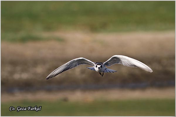 318_whiskered_tern.jpg - Whiskered Tern, Chlidonias hybridus, Belobrada cigra, Location - mesto: Koviljski rit, Serbia