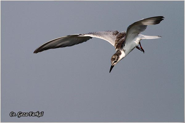 319_whiskered_tern.jpg - Whiskered Tern, Chlidonias hybridus, Belobrada cigra, Location - mesto: Koviljski rit, Serbia